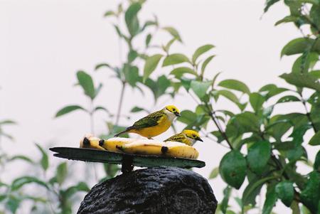 Birds - birds, animal, tree, bananas