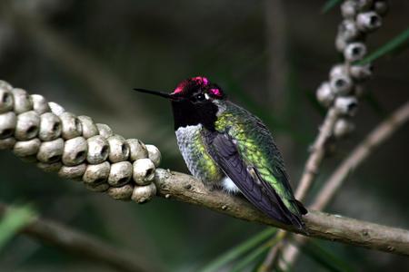 Hummingbird - tree, hummingbird, animal, bird