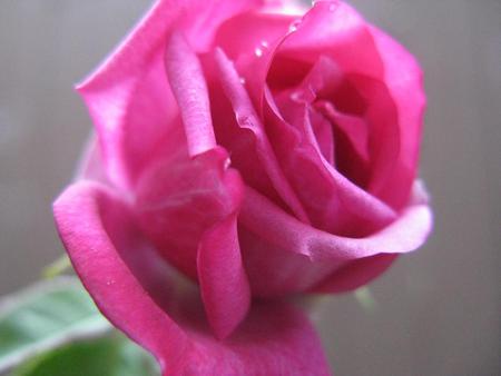 Rose - flower, pink, nature, rose