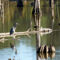 Blue heron and an alligator on a log