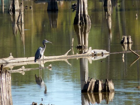 Blue heron and an alligator on a log