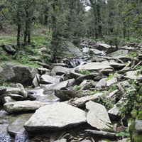 river in forest