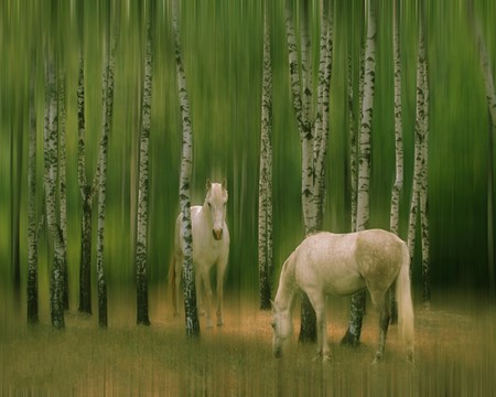 WILD HORSES - horses, white, forest, wild