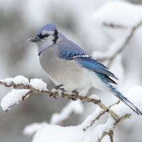 Blue Jay Cyanocitta Cristata In Winter Time