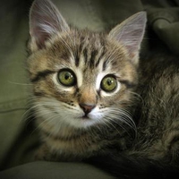Kitty wallpaper