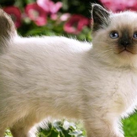 White kitty