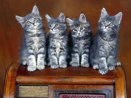 Kittens and radio - tabby, kitten, sweet, cat