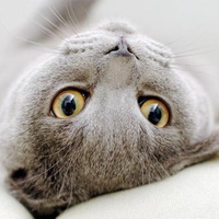 Precious eye cat