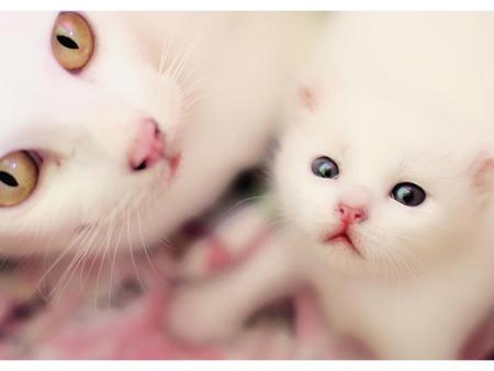 White mother and son kittens - white, mother, kitten, cat