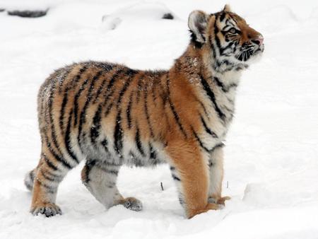 Tiger on snow - snow, zoo, tiger, wildlife