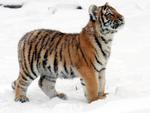 Tiger on snow