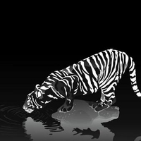 Tiger on black