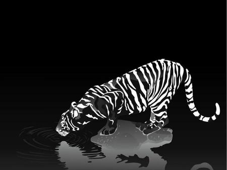 Tiger on black - wildlife, abstract, black, tiger