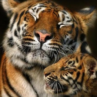 Sweet tigers