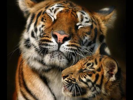 Sweet tigers - son, mother, tiger, sweet, wildlife