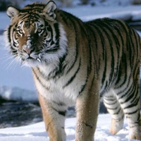 Tiger on snow