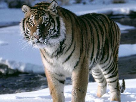 Tiger on snow - animal, nature, snow, tiger, wildlife