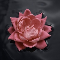 Lone Rose (Flower Water)