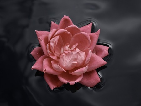 Lone Rose (Flower Water)