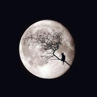 Cat on moon