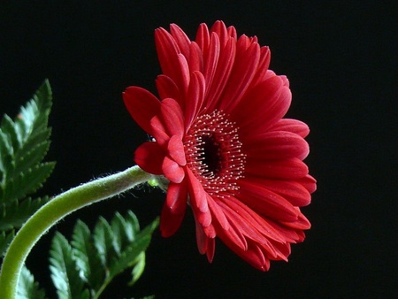 Margarita - flowers, margarita, red, gerbera