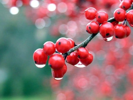 Berries - berries, winter time, freeze, red