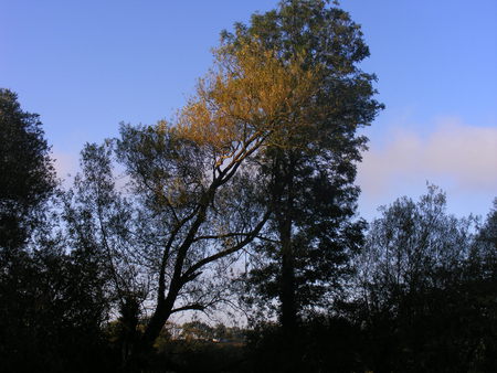 Trees capturing a sunrise - sky, tree, sunrise, shadow