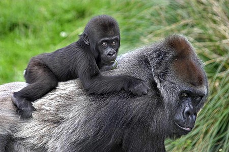 Gorilla w Kid - kid, picture, cool, gorilla