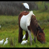 Horse w Birds