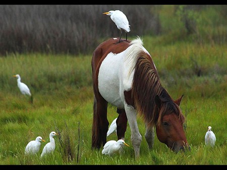 Horse w Birds - picture, horse, birds, beautiful