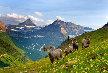 Goats in Mountains - beautiful, mountains, picture, goats