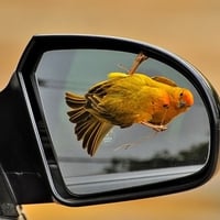 Bird in Mirror