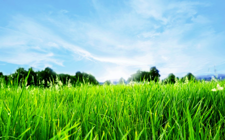 Greeeen...! - colours, nature, green, landscape, grass, field