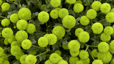 Green Flowers - plant, nature, green, flower