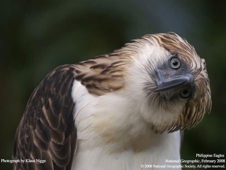 Phillipine Eagle - geografic, national, phillipine, eagle