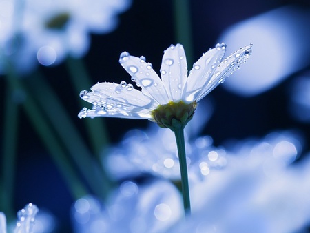 Sanctuary - daisy, sanctuary, flower, blue