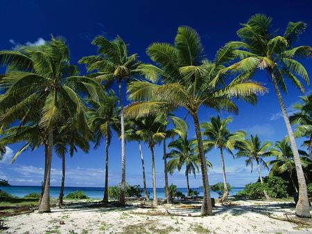 coconut_palms_taunga_island_vava - coconut, palms, water, nature, blue, beaches, sand, sky