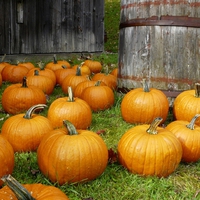 Halloween Pumpkin Festival