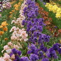 iris_farm