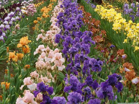 iris_farm - white, farm, flowers, violet, yellow, nature, green