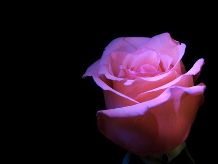 Pink Rose - beautiful, pink, rose