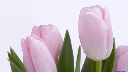 freshcut - fresh, tulips, pink, water, flowers, leaf, nature, green