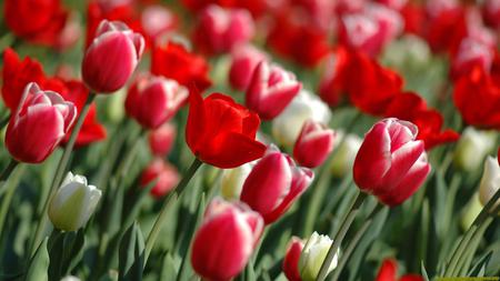 tulipsinspring - white, red, tulips, flowers, leaf, spring, nature, green