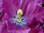 purple_tulip