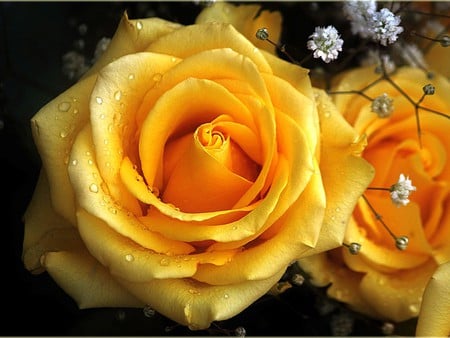 Yellow Rose - beautiful, yellow, rose, picture