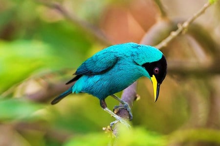 Honey creeper - bird, trees, branch, honey creeper, aqua and black