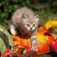 Cool Cat