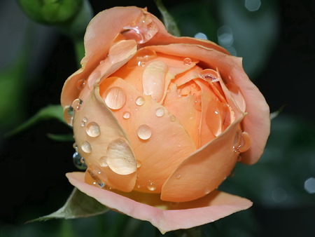 Miniature_roses - roses, pink, water, flowers, leaf, nature