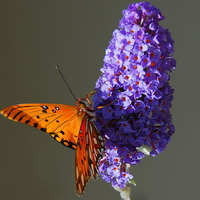 Lovely orange