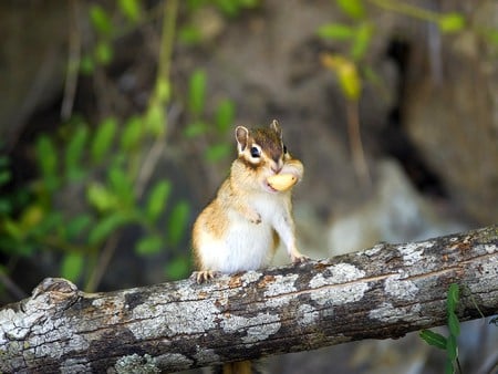 Squirrel - cool, on tree, squirrel, picture